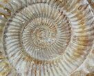 Large, Ammonite (Kranosphinctites?) Fossil - Jurassic #51687-2